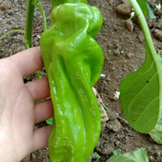 枣庄黄皮辣椒 好货不多说