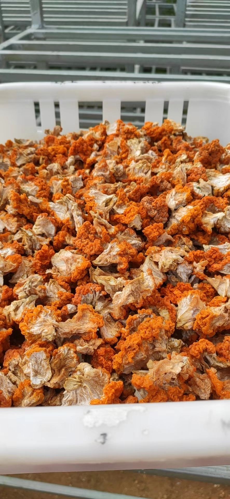 金耳、干货脑耳（胶原蛋白）2026年新货特处理