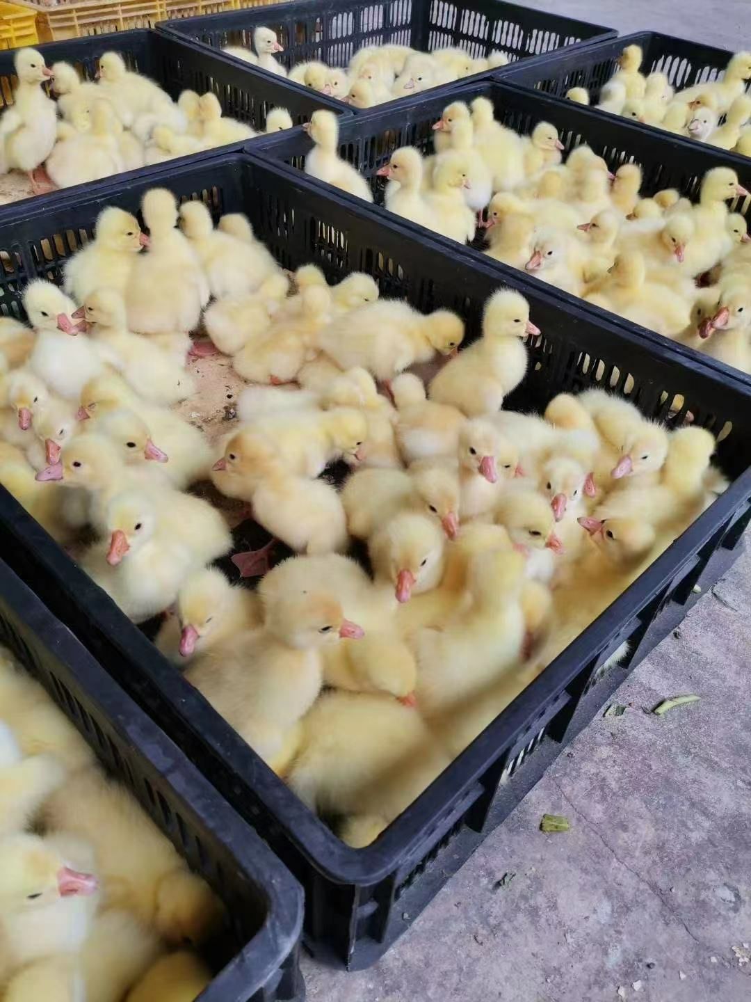 白鸭苗，质量可靠，孵化技术过硬。