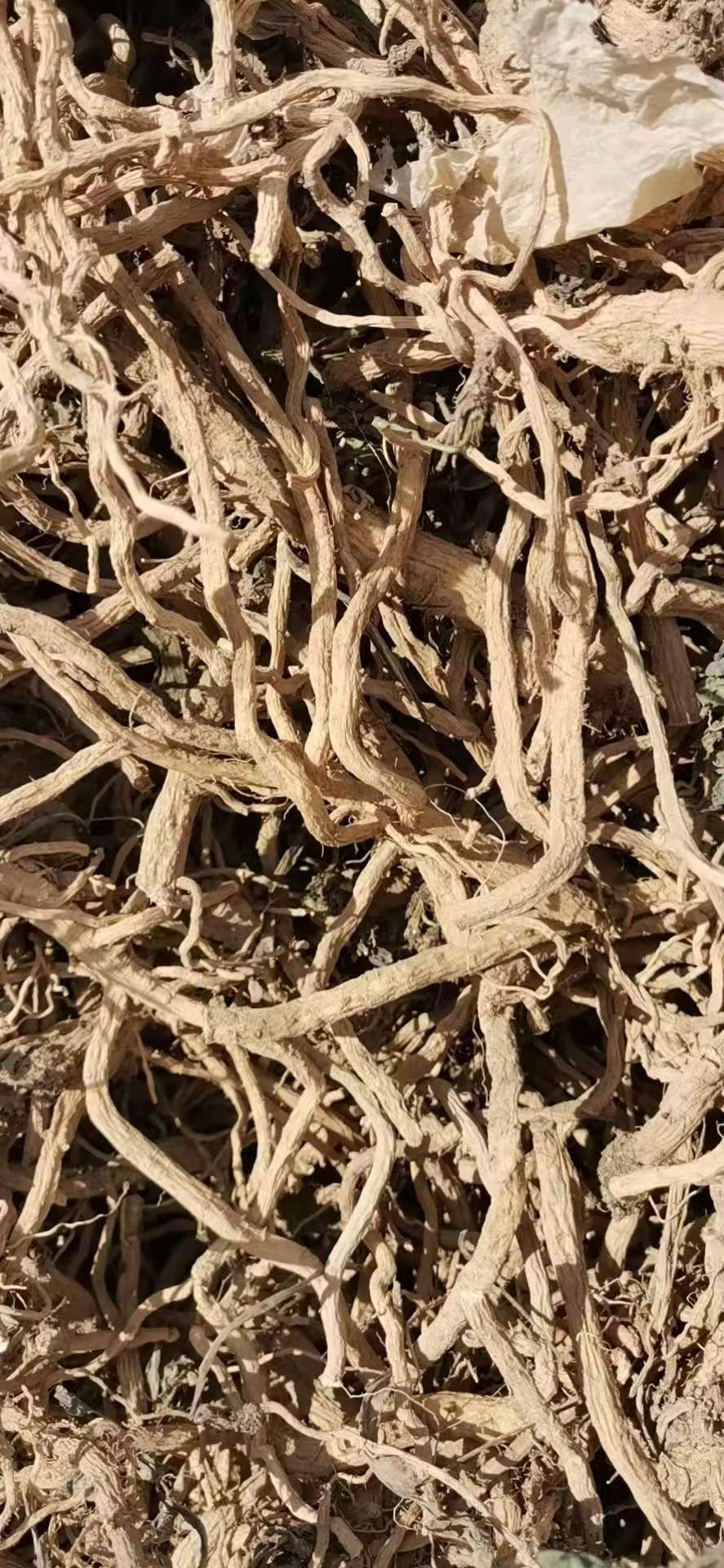 北板蓝根 板蓝根