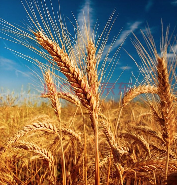 小麦、烟农小麦、山东省安丘市景芝镇小麦