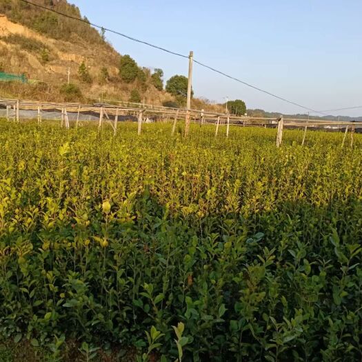 安福县茶树苗 实生苗 0.5~1米 