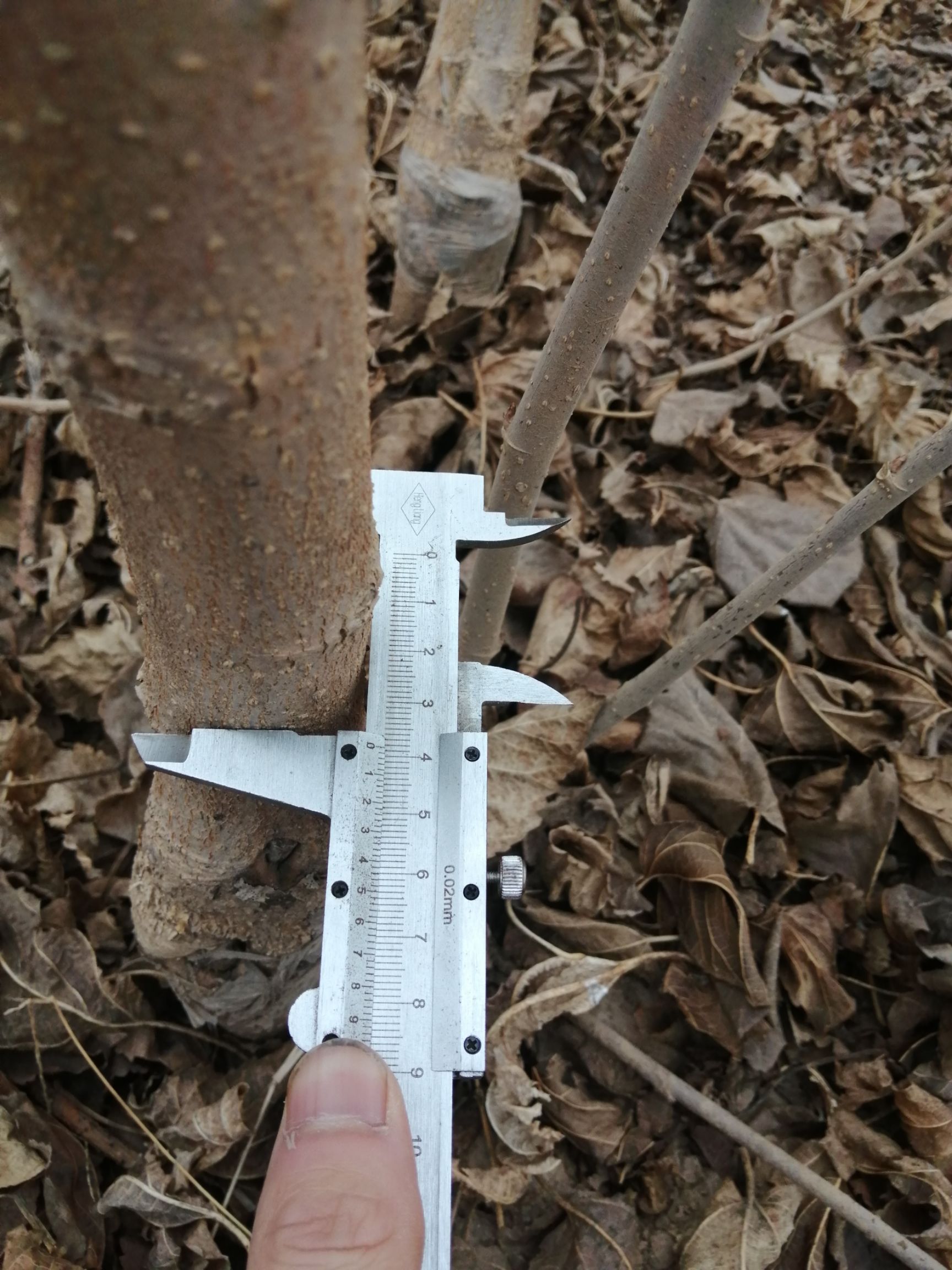 大叶桑苗 实生苗 裸根苗