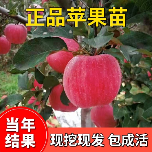 平邑县红富士苹果苗  本店所售苹果苗全部嫁接苗，当年结果，成活率高，包品种。