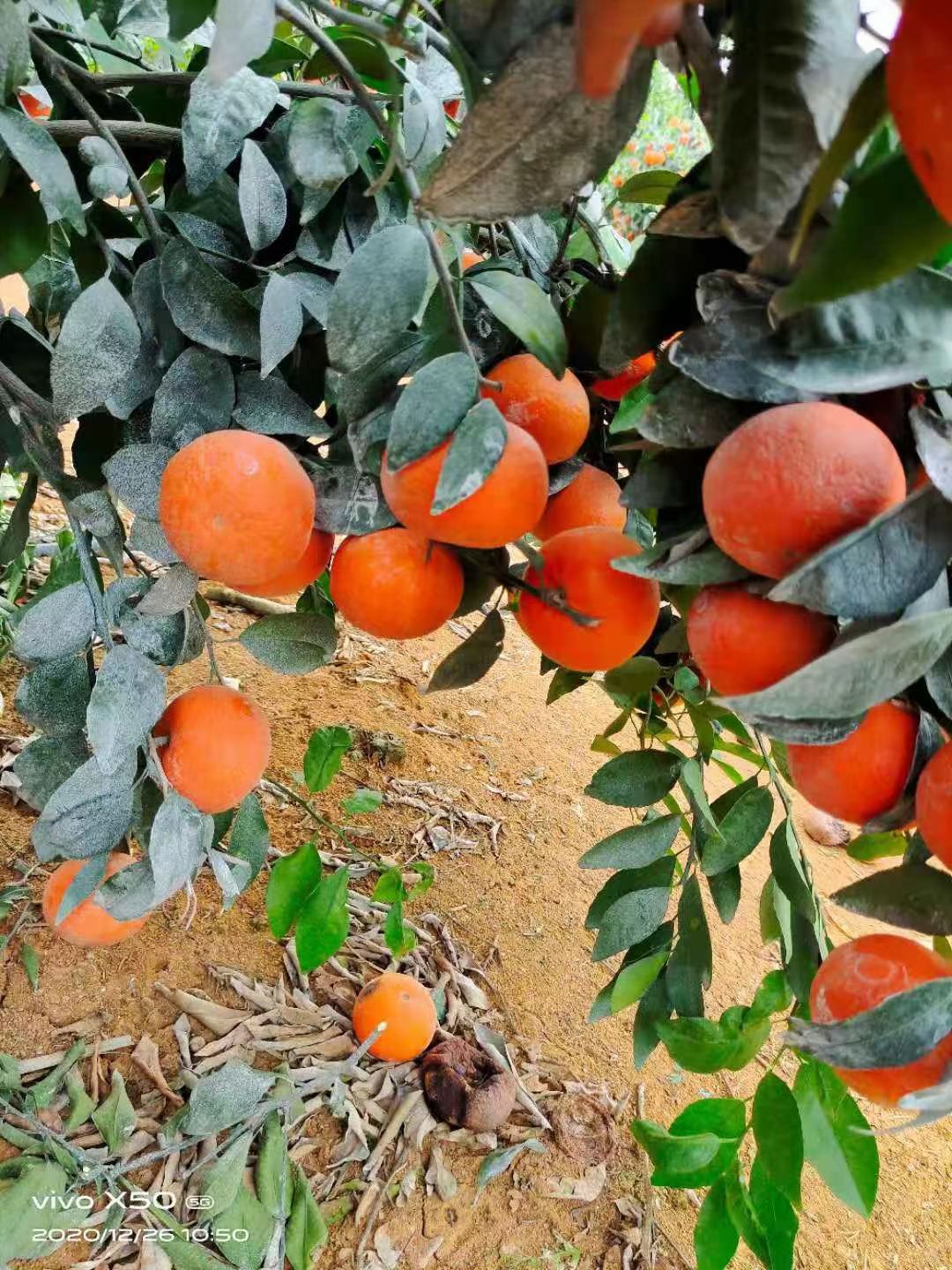  千亩基地沃柑60起斤2块4，欢迎有实力的老板前来洽谈合作共贏