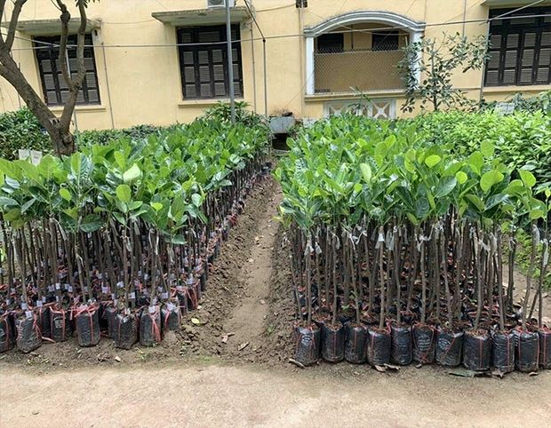 马来西亚一号菠萝蜜苗 马来西亚1号菠萝蜜树苗泰国红肉菠萝蜜苗树苗南方种植带土发货