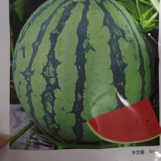 寿光市早佳8424西瓜苗  嫁接8424西瓜苗，红玉西瓜苗，2k西瓜苗，麒麟美度西瓜苗
