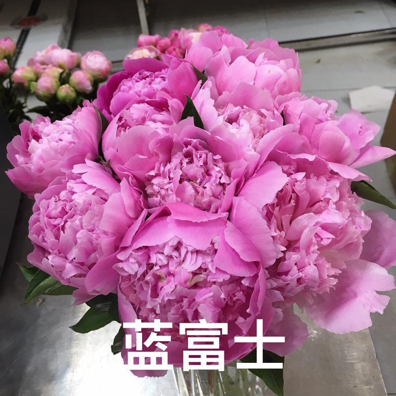 牡丹切花  牡丹芍药鲜切花基地现货供应中下单成功基地直发欢迎