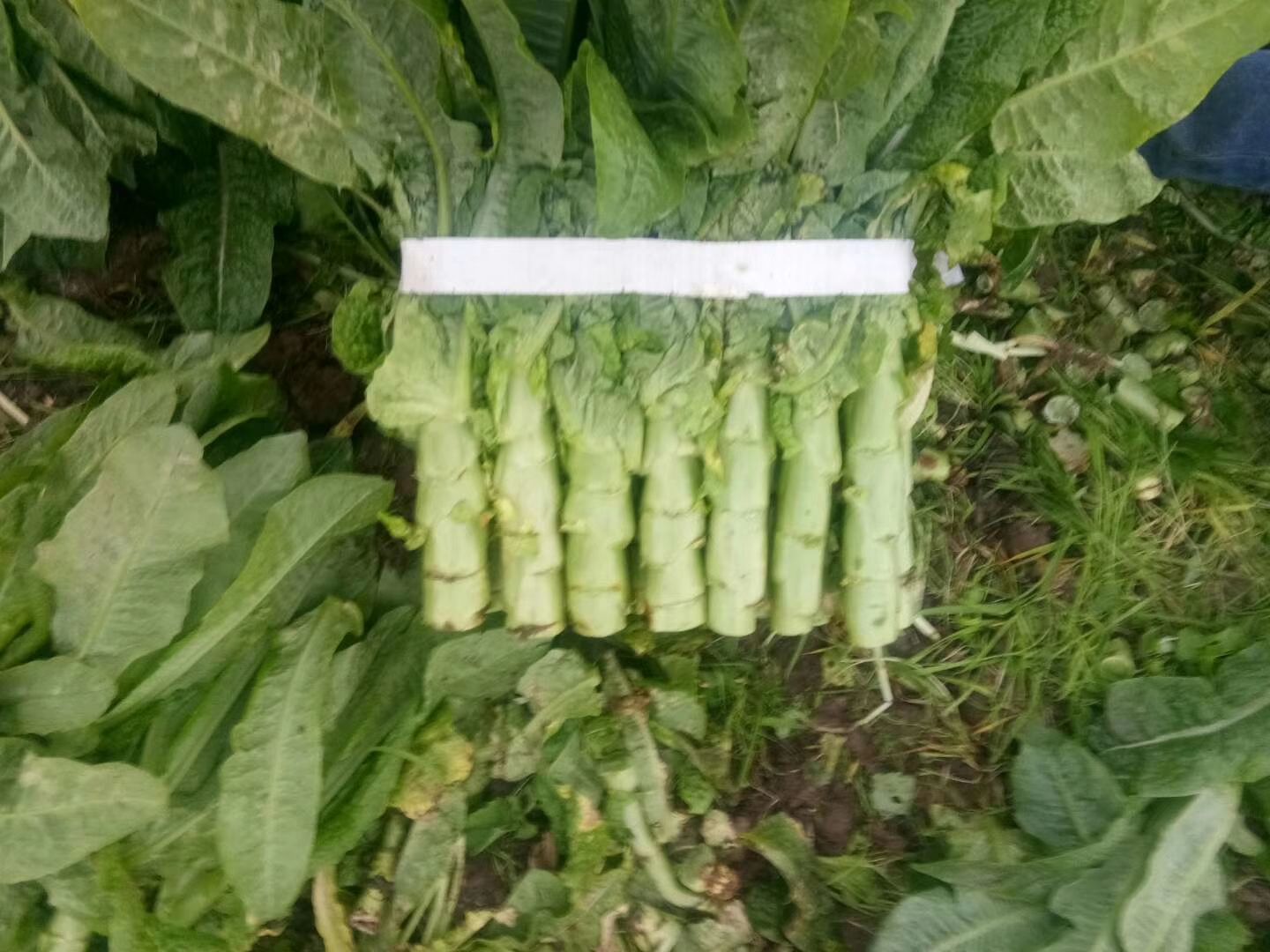 三青莴笋  万亩莴笋农户直供，三月上市欢迎订购