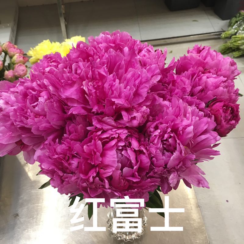 牡丹切花  牡丹芍药鲜切花基地现货供应中下单成功基地直发欢迎