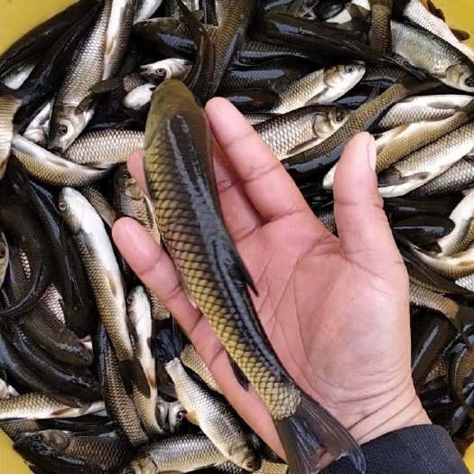 颍上县优质草鱼苗 每斤10尾左右