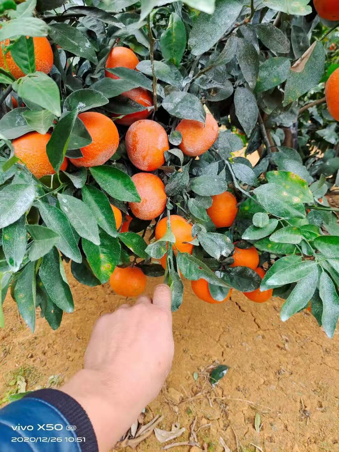  千亩基地沃柑60起斤2块4，欢迎有实力的老板前来洽谈合作共贏