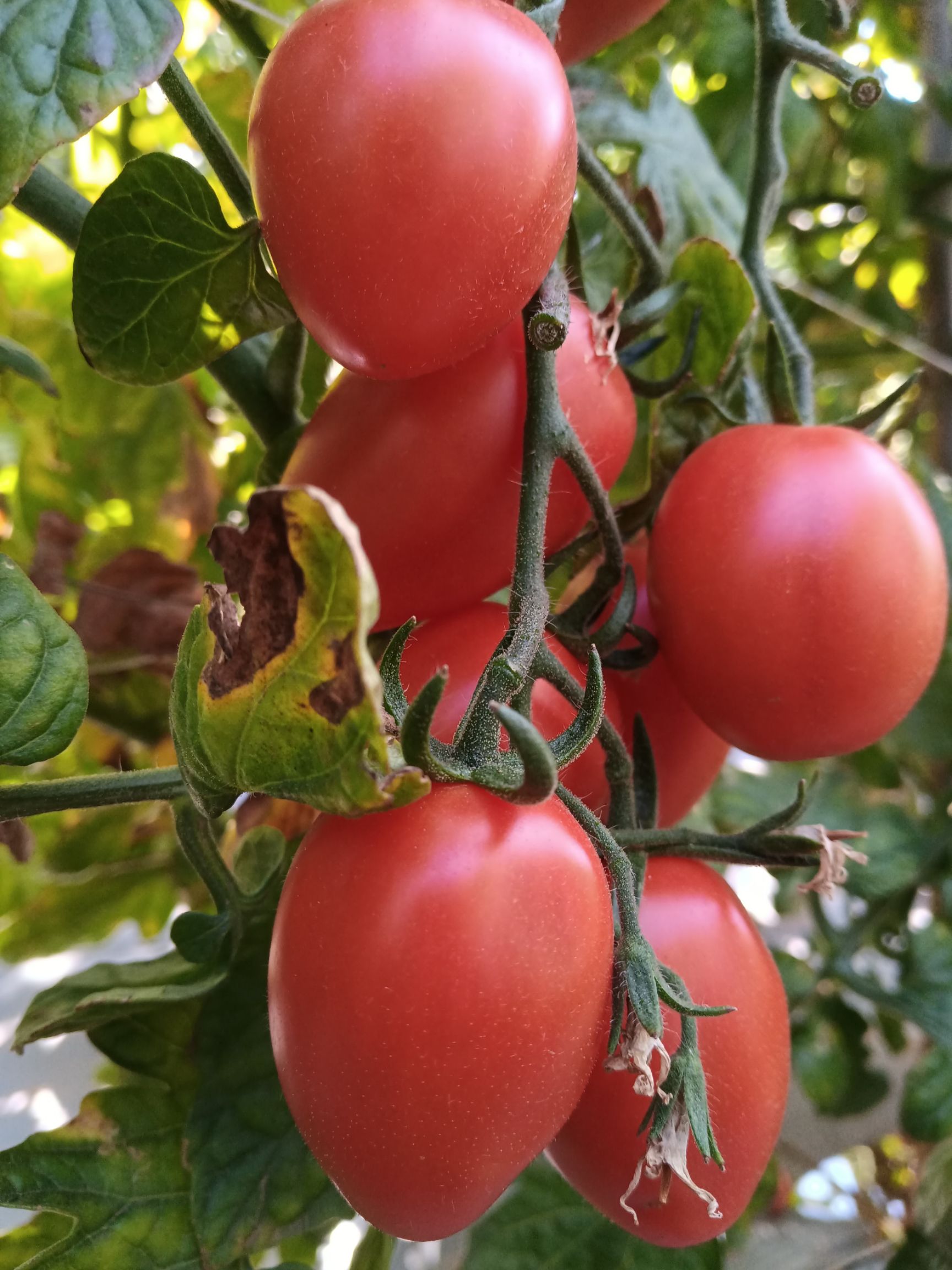 东红一号 云南圣女果，全露天种植，吸收阳光好，口感酸甜适中！