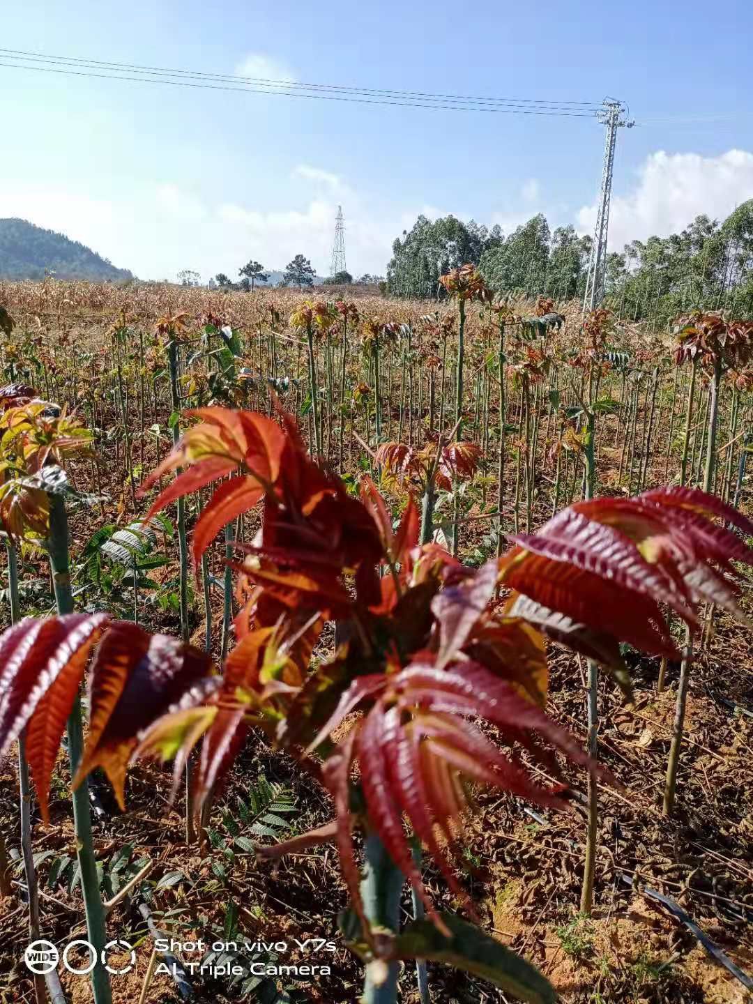 红油香椿  云南弥勒法门露天野生早香椿芽，苗。………