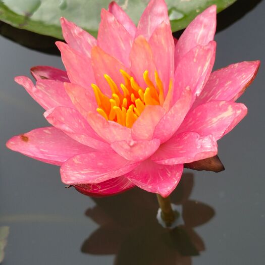 嘉祥县睡莲 