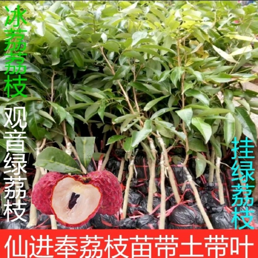 灵山县冰荔苗  荔枝树苗正宗增城挂绿荔枝荔枝树苗冰荔枝苗广西灵山发
