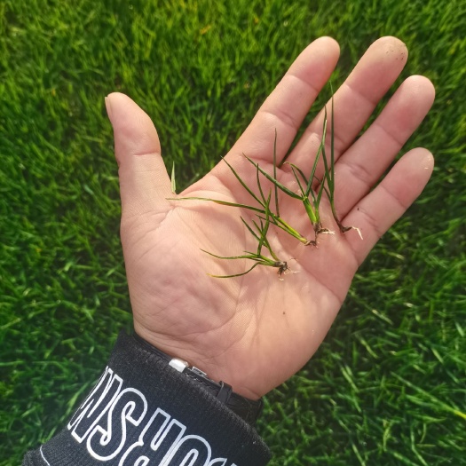 广汉市黑麦草  混播草坪