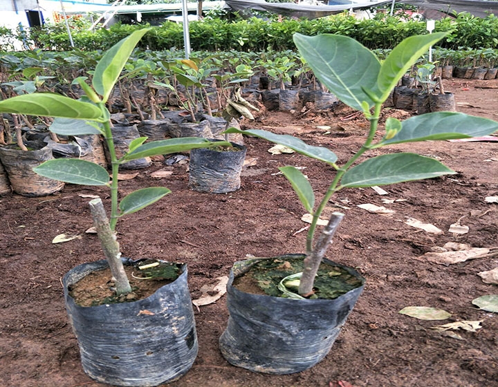 马来西亚一号菠萝蜜苗 马来西亚1号菠萝蜜树苗泰国红肉菠萝蜜苗树苗南方种植带土发货