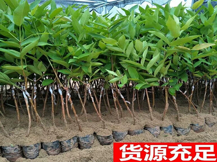 大叶红莲雾苗  大叶红莲雾果苗黑金刚莲雾嫁接树带泥发货盆栽地载庭院种植