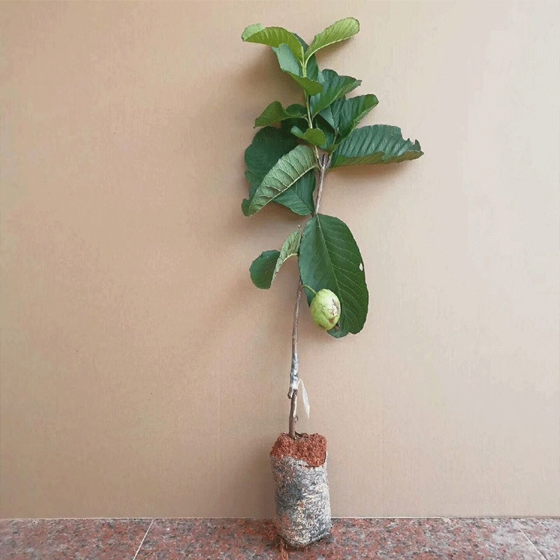 珍珠番石榴苗  正宗红心番石榴苗西瓜芭乐苗红宝石无核番石榴树苗当年结果2