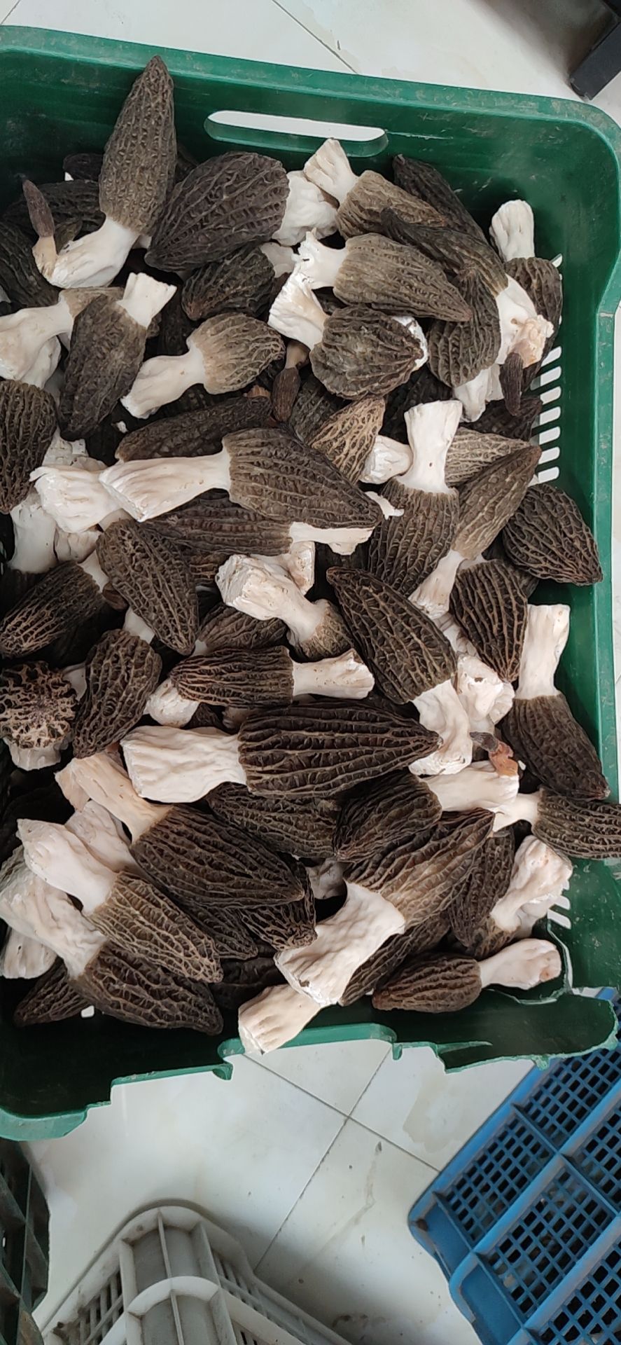 味美价廉的羊肚菌，有新鲜有干品
