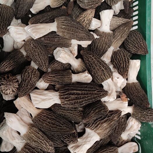 界首市味美价廉的羊肚菌，有新鲜有干品
