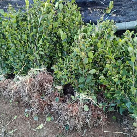 安福县茶树苗 实生苗 0.5~1米 