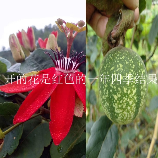 灵山县新品种西瓜百香果苗 甜蜜蜜百香果苗 四季可种纯甜不酸耐寒