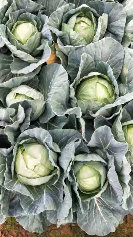 圆包菜 云南省曲靖市陆良县 2.5~3.0斤 