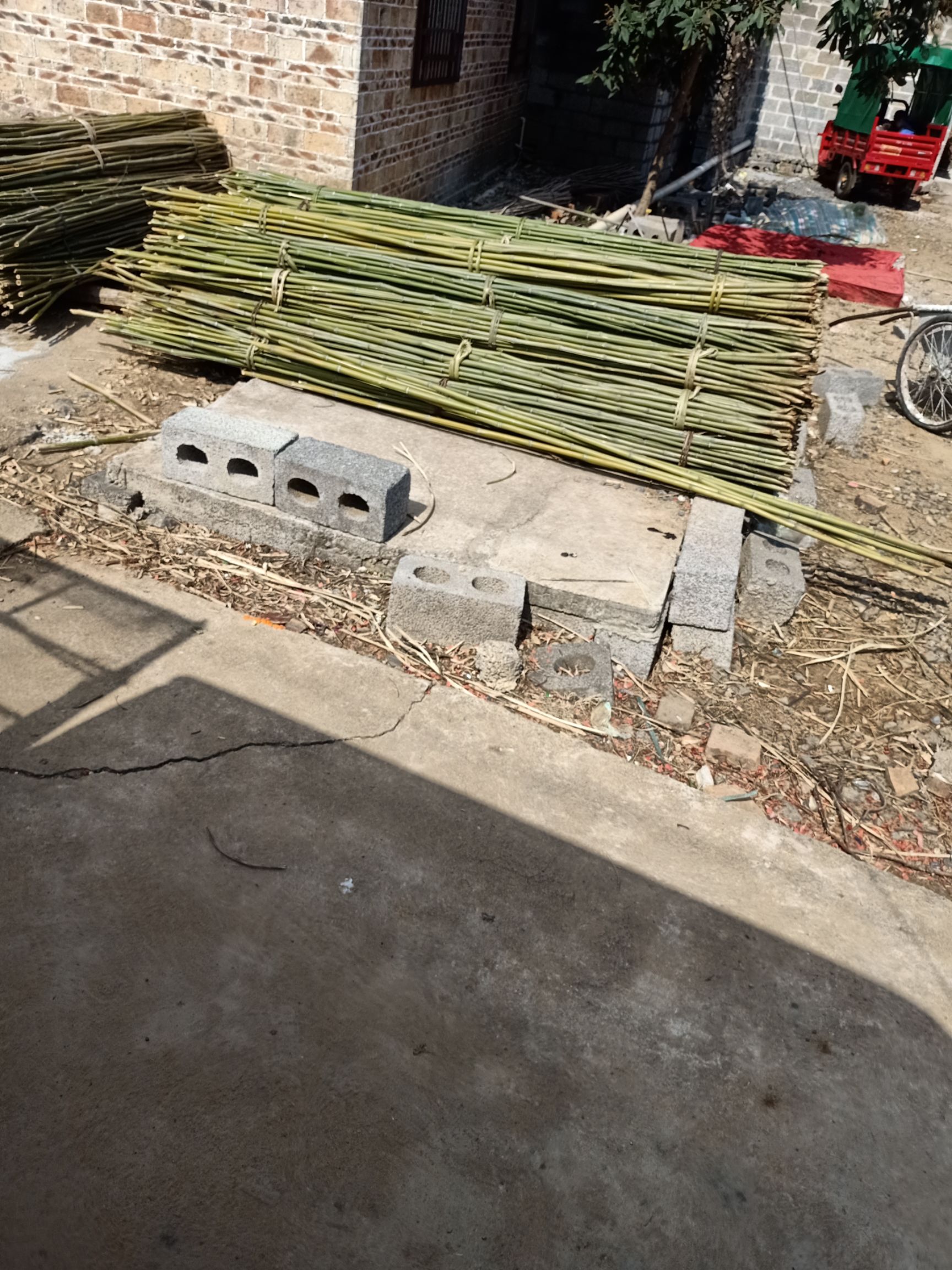 竹竿  大量精品现货野生金竹供应