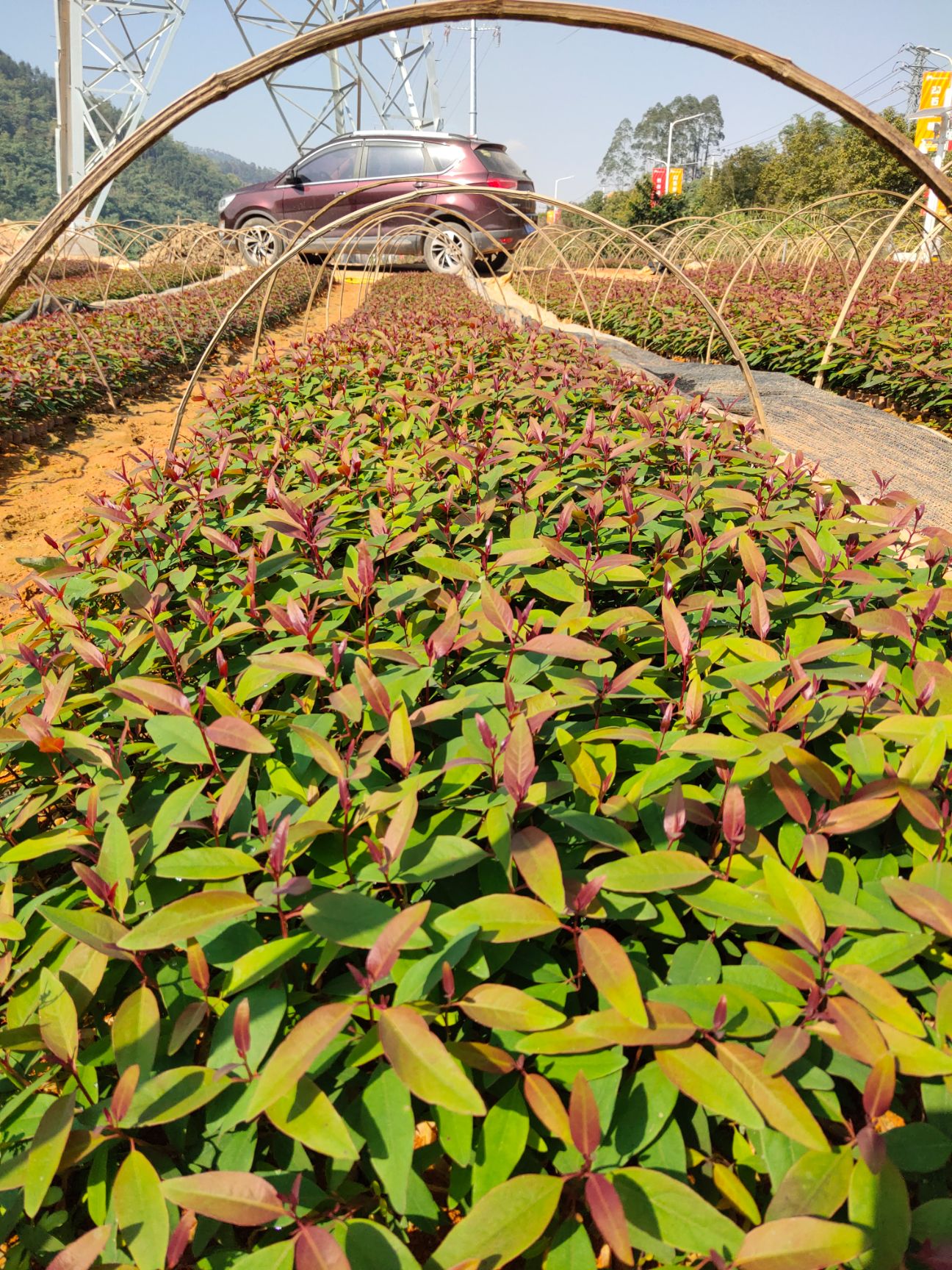 桉树苗  桉树组培苗