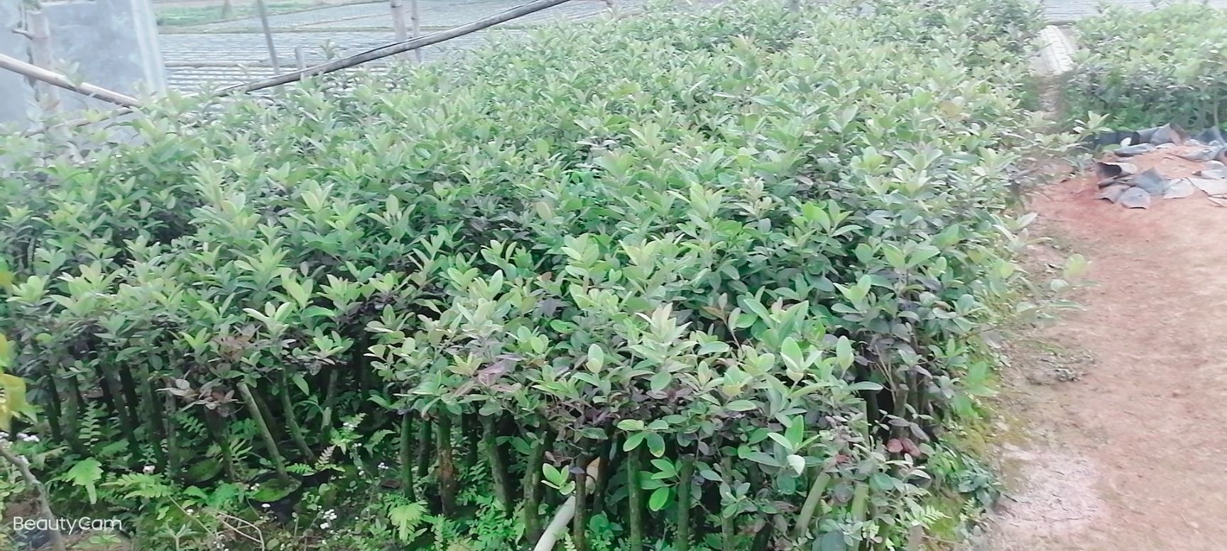 桃金娘苗  桃金娘杯苗