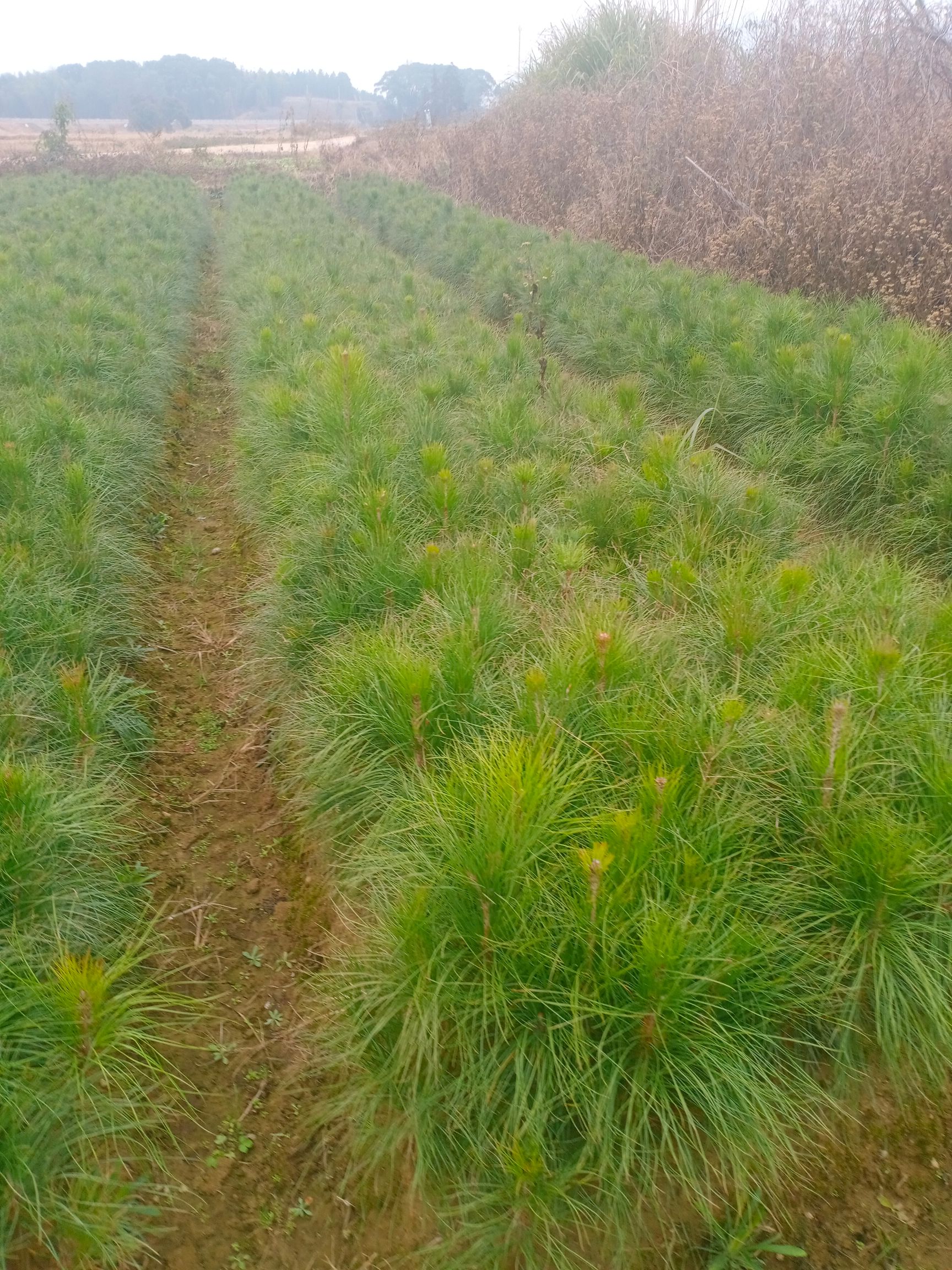 刺杉 优质陈山红心杉大量出售