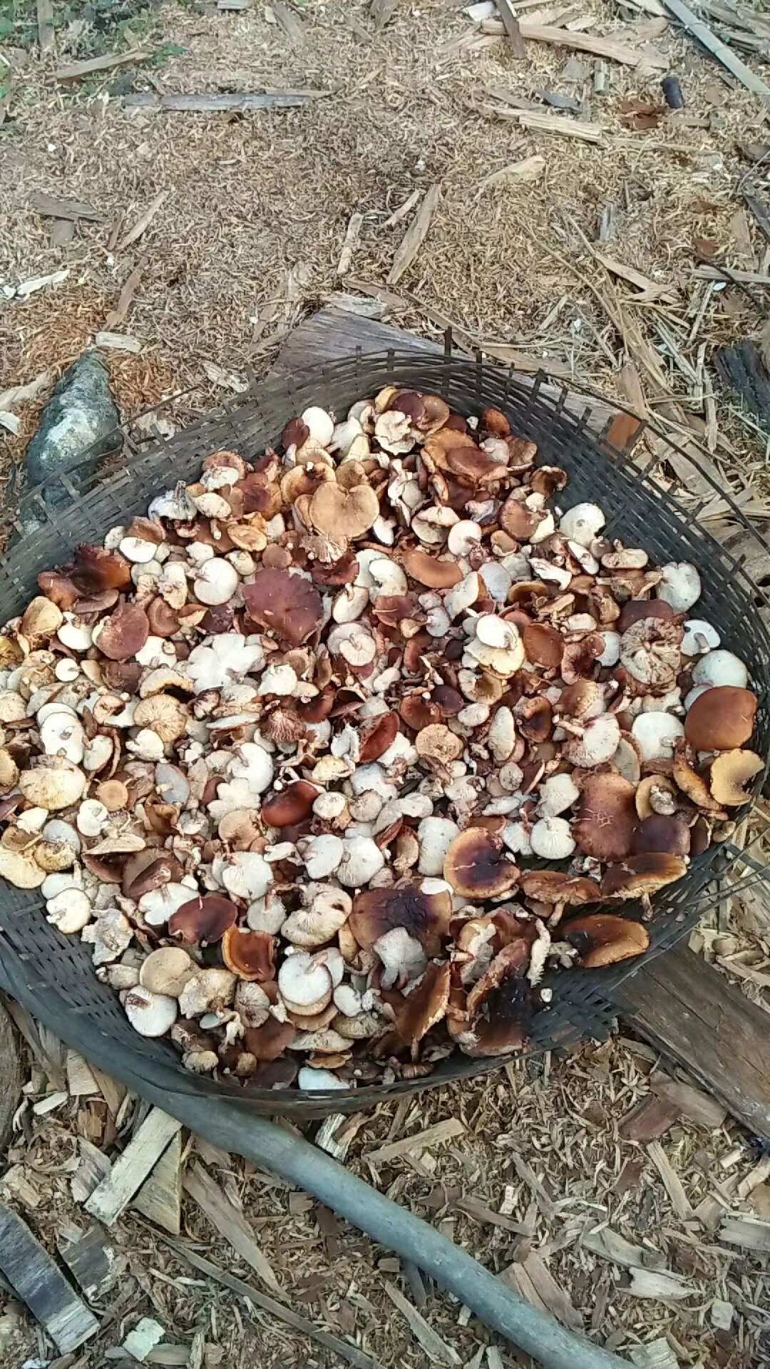 野生香菇 香菇
