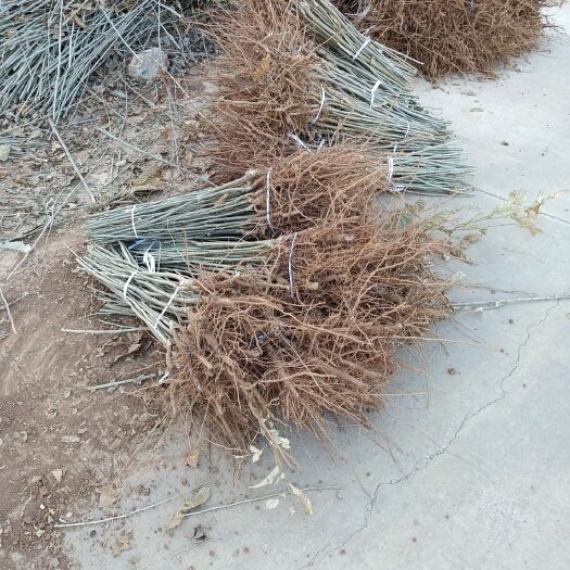 昭通苹果树苗 