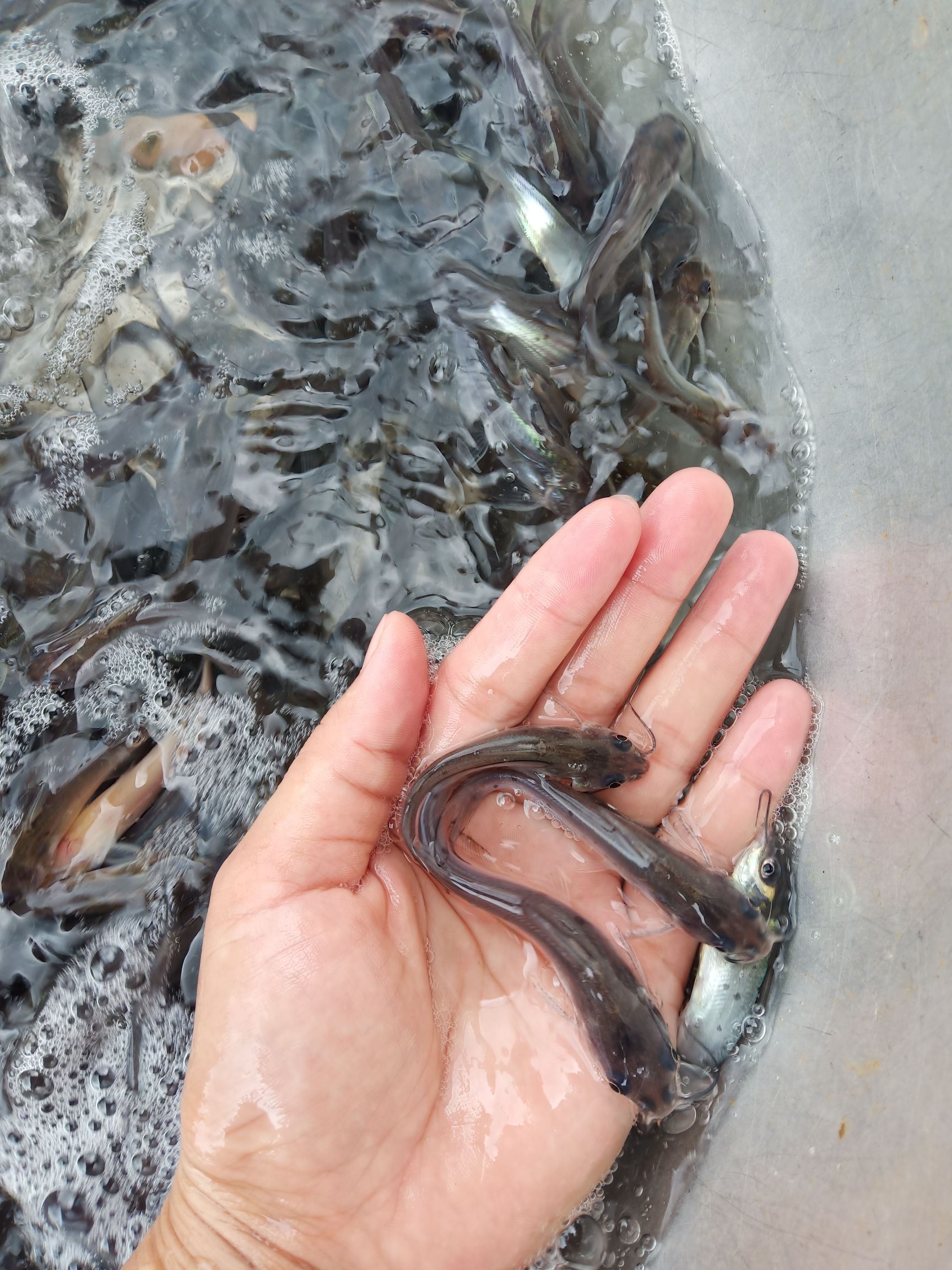 叉尾鮰鱼苗 叉尾