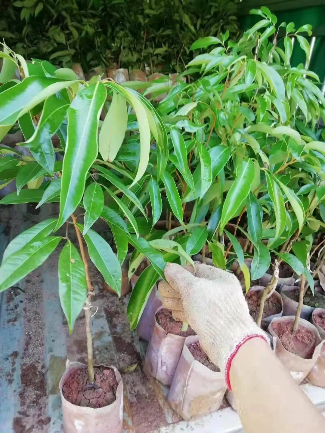 桂味荔枝苗  荔枝树苗 南方种植 无核荔枝苗大苗树苗 嫁接当