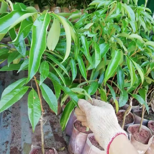 灵山县桂味荔枝苗  荔枝树苗 南方种植 无核荔枝苗大苗树苗 嫁接当