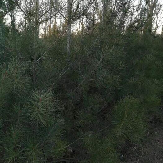 扶风县优惠出售大田白皮松 量大从优