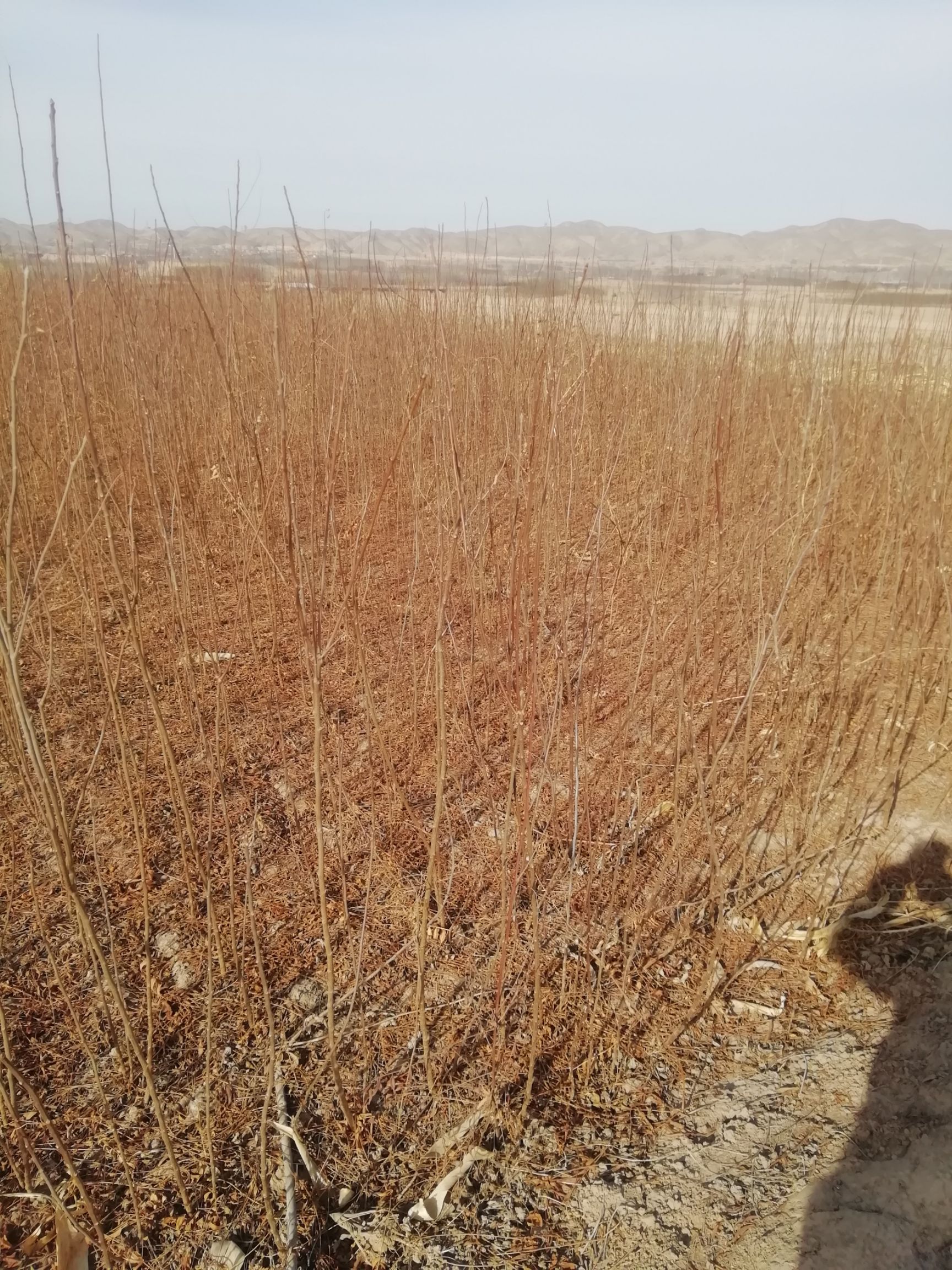 文冠果树苗  抗旱性经济类绿化苗木，