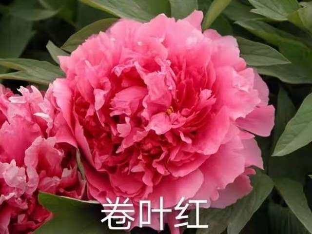 菏泽观赏牡丹 0.5~1米 2~4cm 4cm以下