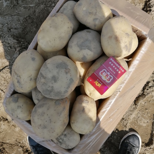 盈江县丽薯6号 精品丽薯六号欢迎老板来电咨询