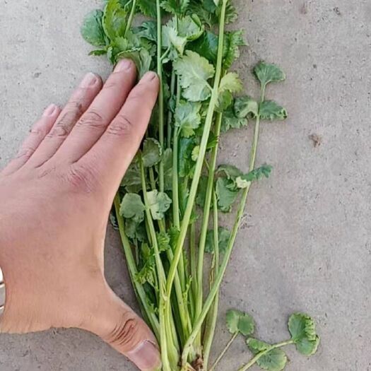 夏邑县 大叶香菜