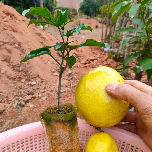 灵山县黄金百香果苗  百香果苗蜂蜜味黄金百香果金霸特大果台农嫁接苗当年结果盆栽爬藤