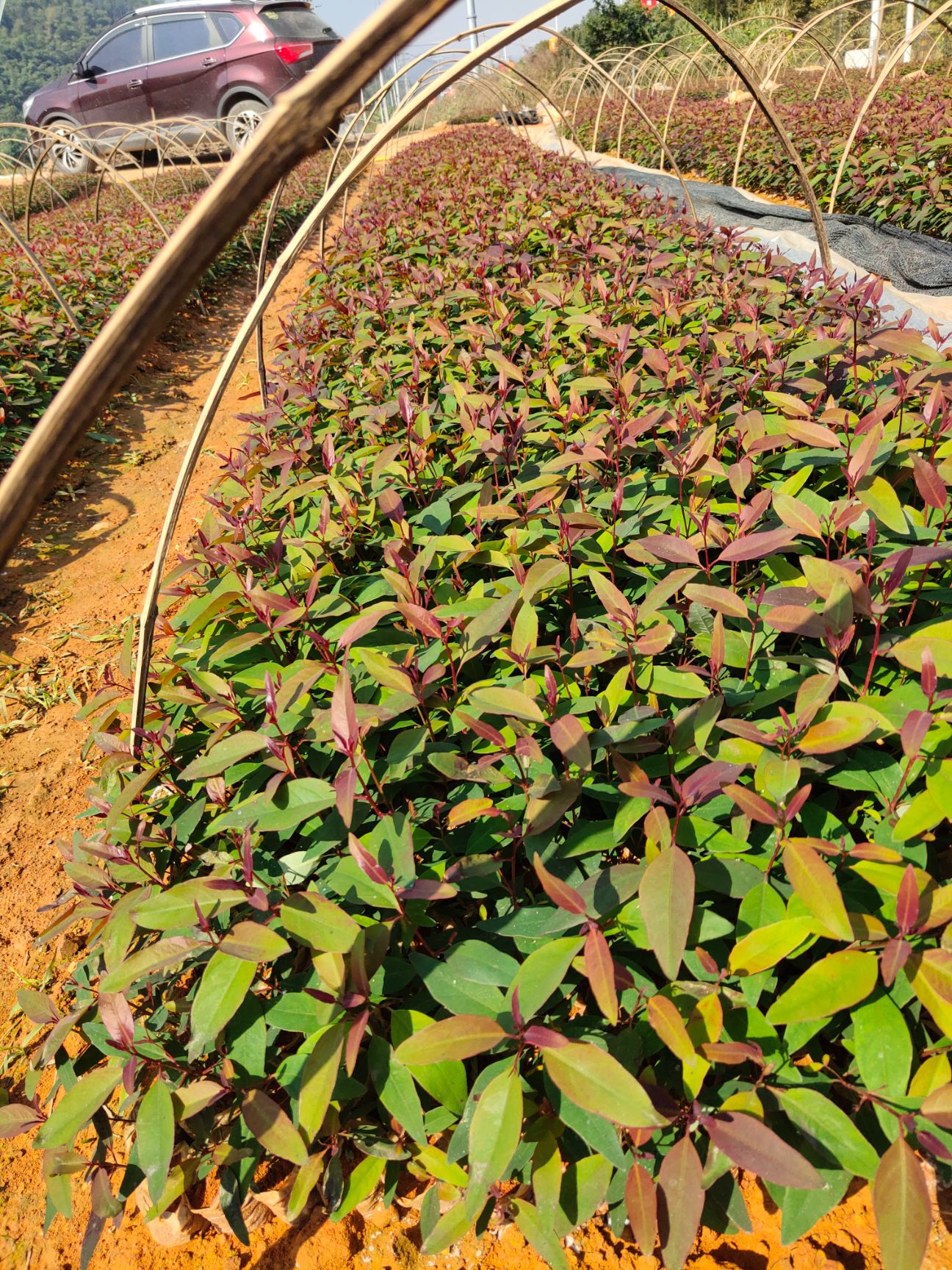 桉树苗  桉树组培苗