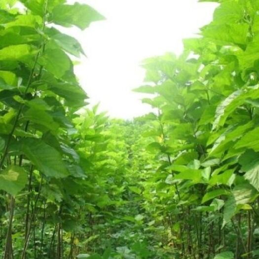 汝州市大叶桑苗  桑树苗，强桑一号！ 3-5年苗，赔本卖，全包价格超低价1毛