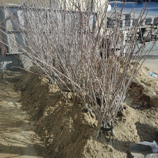 新泰市 甜红子山楂苗（大  中  小）三种