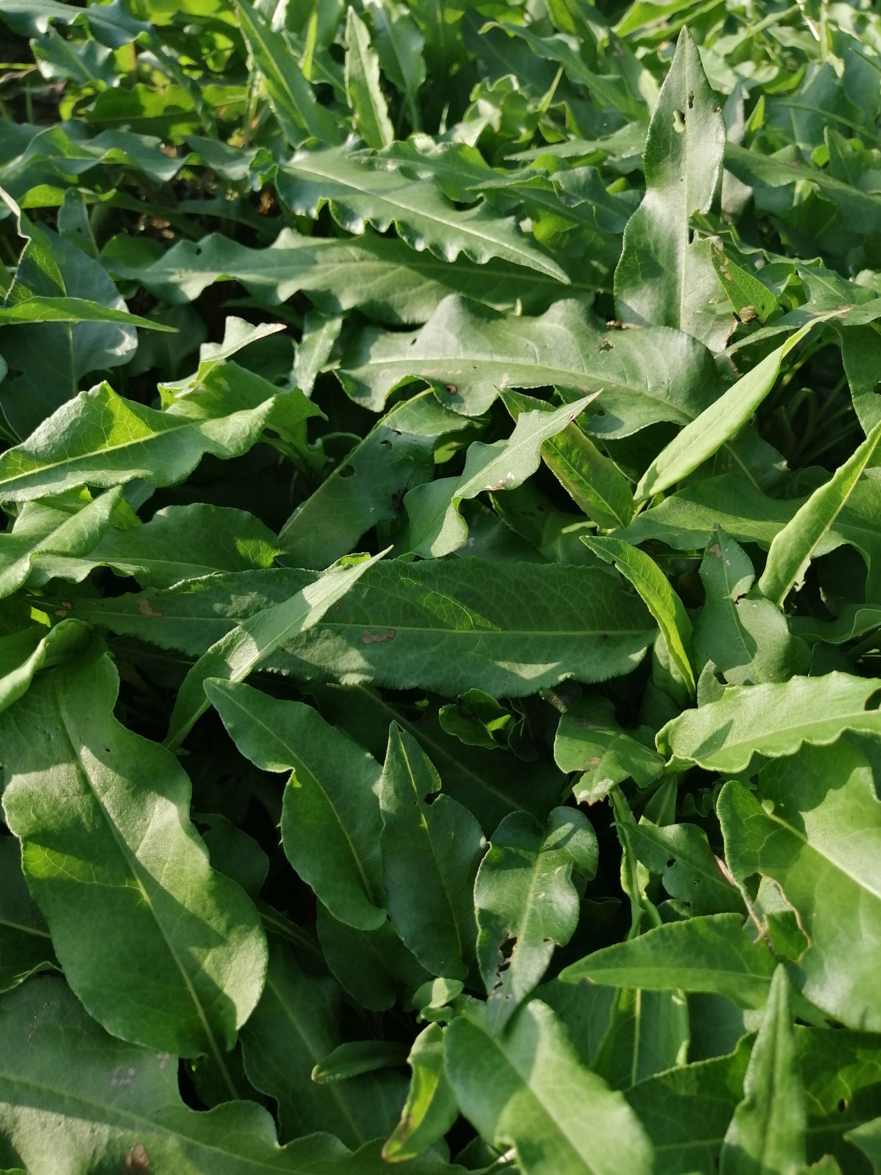 药典正品拳参2年苗