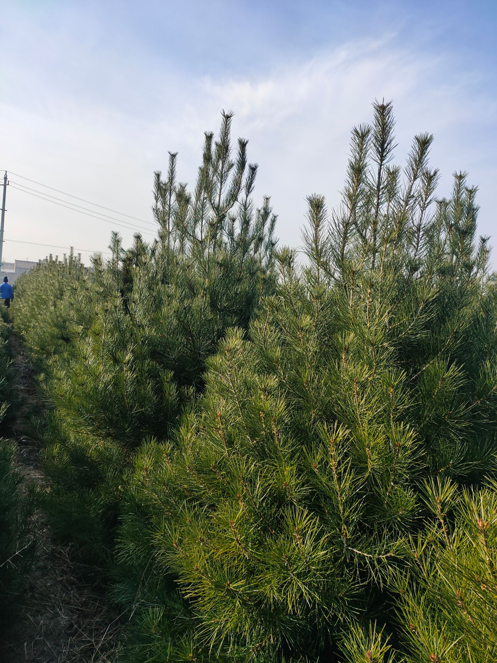 供应各种规格的白皮松