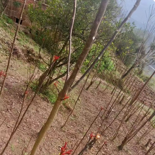 大竹县一级露天红柚香椿芽